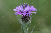 Centaurea nervosa subsp. promota at Oeta mountain
