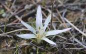 Colchicum atticum