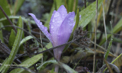 Colchicum boissieri at Oeta mountain
