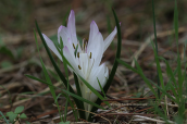 Colchicum atticum at Attica region