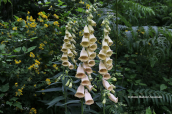 Large yellow foxglove (Digitalis grandiflora) at Pelion mountain