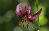 Lilium martagon at Pelion mountain