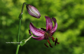 Lilium martagon at Pelion mountain