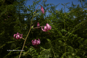 Lilium martagon at Pelion mountain