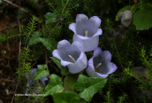 Campanula incurva at Pelion mountain