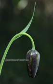 Fritillaria graeca at Attica