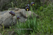 Flowers (Fritillaria obliqua) at Attica
