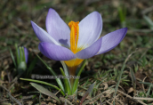 Crocus (Crocus sieberi subsp. sublimis) at Chelmos mountain