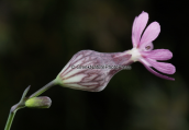 Silene reinholdii