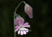 Silene reinholdii