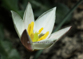 Cretan tulip (Tulipa cretica) at Gigilos mountain at Crete island