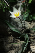 Cretan tulip (Tulipa cretica) at Gigilos mountain at Crete island