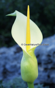 Arum creticum at Idi mountain at Crete