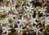 Sedum eriocarpum at Dirfis mountain