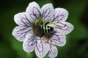 Geranium versicolor at Varnountas mountain