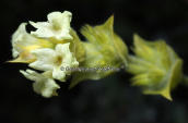 Tea mountain (Sideritis raeseri) at Timfristos mountain