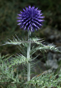 Small globe thistle (Echinops ritro) at Timfristos mountain
