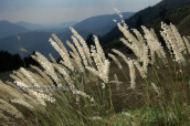 Melica sp. at Timfristos mountain