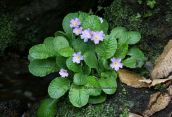 Primula vulgaris ssp sibthorpii at Evia island
