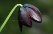 Fritillaria obliqua at Attica