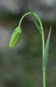 Fritillaria's bud at Attica
