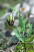 Fritillaria graeca at Attica