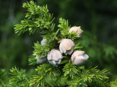Juniperus drupacea at Parnon mountain