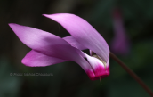 Cyclamen peloponnesiacum at mountain Parnon