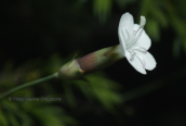 Dianthus minutiflorus at Olympus flower
