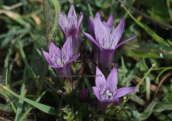 Gentianella crispata at Olympus mountain