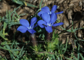 Gentiana verna at Olympus mountain