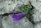 Campanula oreadum at Olympus mountain