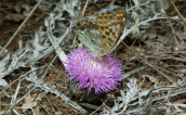 Atractylis gummifera at Paritha mountain