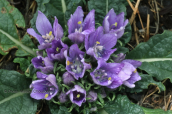 Mandrake (Mandragora officinarum) at Peloponnese