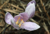 Colchicum parlatoris at SW Peloponnese