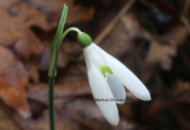 Snowdrop (Galanthus reginae-olgae) at Taigetos mountain