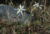Narcissus serotinus at Sounio (Attica)