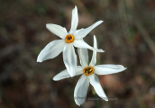 Narcissus serotinus at Sounio (Attica)