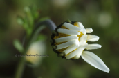 Anthemis chia at Imitos mountain