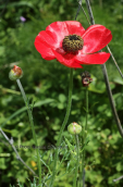 Persian buttercup (Ranunculus asiaticus)