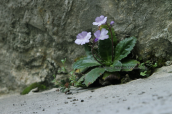 Haberlea rhodopensis