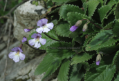 Haberlea rhodopensis