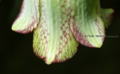 Fritillaria messanensis at Olympus mountain