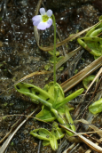 Pinguicula crystallina subsp.hirtiflora carnivorus plant of Olympus mountain