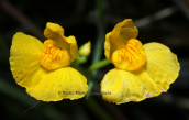 Utricularia australis at Kerkini lake