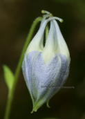 Aquilegia ottonis subsp. amaliae at Olympus mountain