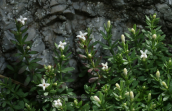 Asperula baenitzii at Parnitha mountain