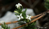 Asperula baenitzii at Parnitha mountain