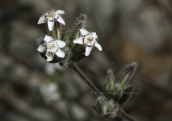 Bolanthus graecus at Parnitha mountain
