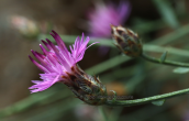 Centaurea attica at Parnitha mountain